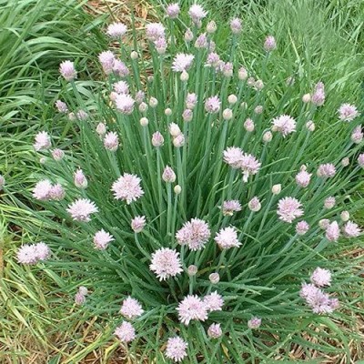 Qualtivate RES-1A Garlic Chives (Allium tuberosum) Seed(300 per packet)