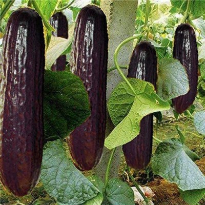 CYBEXIS Very Rare Black Cucumber Japanese Long Cucumber Seeds1000 Seeds Seed(1000 per packet)