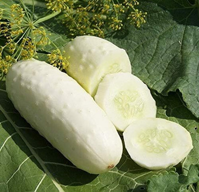 Qualtivate HUA-3A White Cucumber Pickling Seeds Seed(300 per packet)