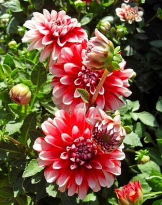 LPR DAHLIA Seed(10 per packet)