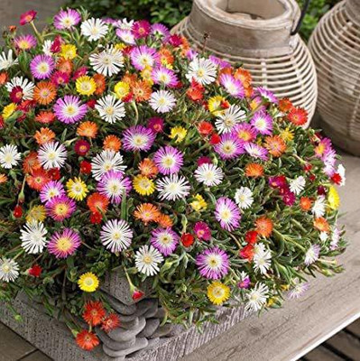 CYBEXIS Ice Plant Double Mixed Seeds Seed(50 per packet)