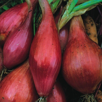 KNESSiN Long Red Florence Onion Seeds for Terrace Gardening-(2400 Seeds) Seed(2400 per packet)
