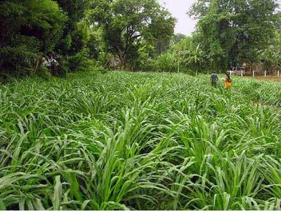 seedito Hybrid bajra seeds highest yield and long green grass Seed Seed(325 per packet)