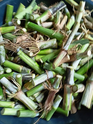 seedito Napier grass stick for cow/napier grass for planting Seed Seed(125 per packet)
