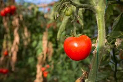 XOLDAA tomato Seed(100 per packet)
