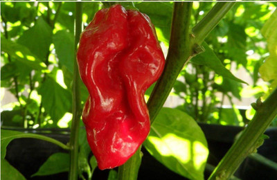 WILLVINE Red Pepper Chilli Seeds-[3000 Seeds] Seed(3000 per packet)