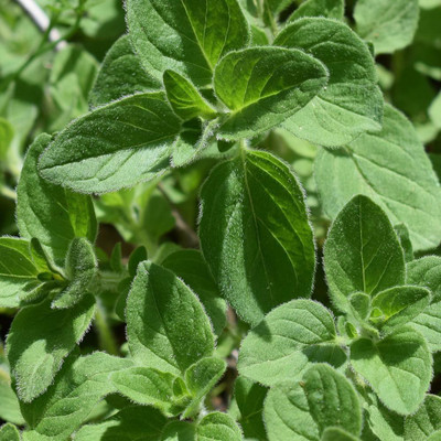 CEZIUS Oregano Seed(65 per packet)