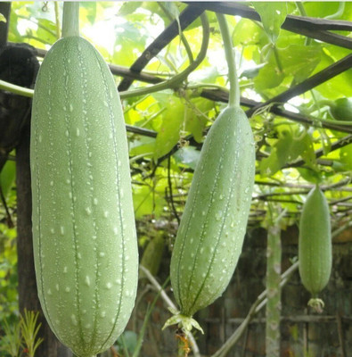 Avysa Sponge Gourd Tori Seed(80 per packet)