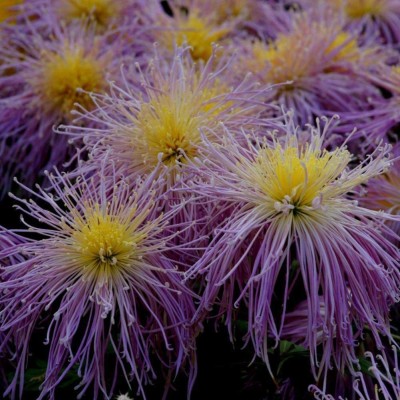 VibeX XLL-1 - Chrysanthemum Unique Appearance Rare Flower - (270 Seeds) Seed(270 per packet)