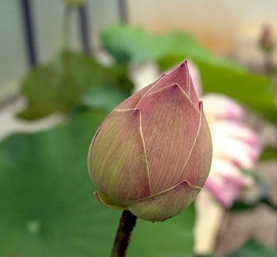 VibeX NBIR-42 - Lotus Flower White / Pink - (270 Seeds) Seed(270 per packet)