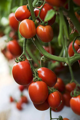 SIDDHARTH FISH FARM tomato Seed(70 per packet)