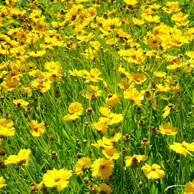 Lorvox Coreopsis flower Seed(145 per packet)