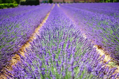 MOOFGA Lavandula Angustifolia | English Lavender Seed(80 per packet)