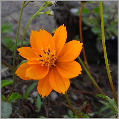 CYBEXIS PAU-11 - OrangeCosmos - (90 Seeds) Seed(90 per packet)