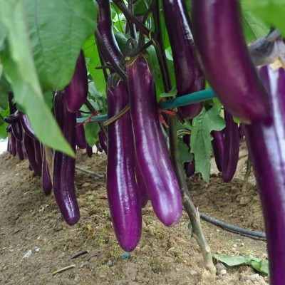 Qualtivate JXL-8AT Long Purple Brinjal Eggplant Seeds Seed(300 per packet)