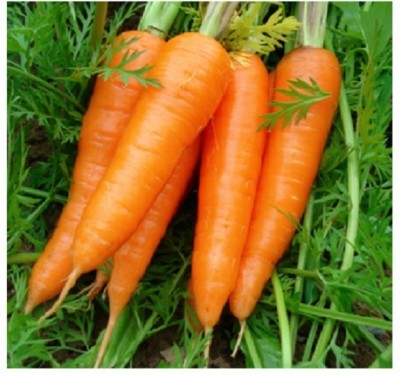 Quentova Carrot - Orange Vegetable-7J-VISHVA Seed(300 per packet)