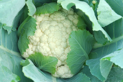 SIDDHARTH FISH FARM white cauliflower,gobhee seeds Seed(15 per packet)