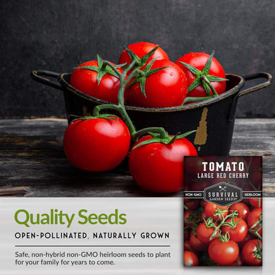 Qualtivate ICRA-8A Large Red Cherry Tomato Seed(300 per packet)