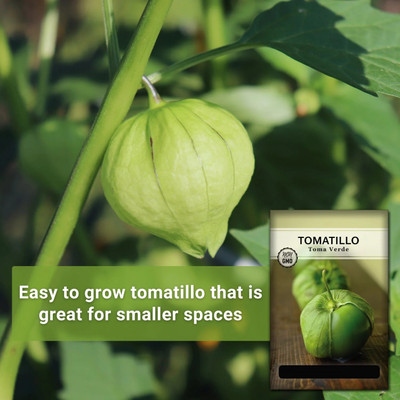 Quentova Toma Verde Tomatillo 2.5gm Seeds Seed(1000 per packet)