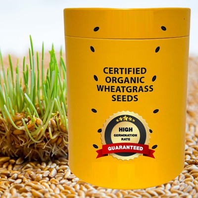 Biosnyg Non-Treated Soft White Wheatgrass Seeds for Juicing & Microgreens-(5000 Seeds) Seed(5000 per packet)