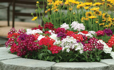 AMAJIT Verbena flower Seeds,Verbena plant Seeds,Vervain Garden flower Seeds Seed(26 per packet)