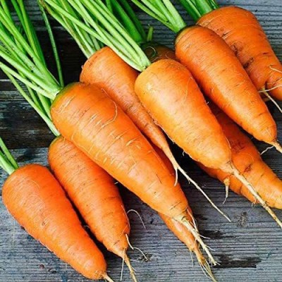 VibeX ® XLR-409 Red Carrot Karotel Seeds Seed(500 per packet)