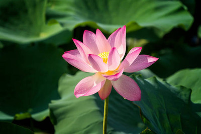 HYBRID lotus,kamal gatta Seed(11 per packet)