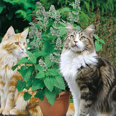 Qualtivate HXL-7AT Catnip Cat Mint Catwort Catswort Seed(200 per packet)