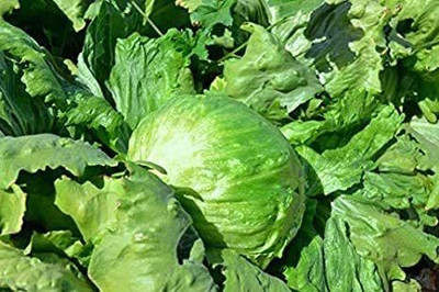 VibeX ® VMR-490 Iceberg Lettuce Seeds Seed(200 per packet)