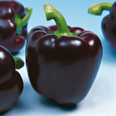 CYBEXIS Hardy Black Capsicum Seeds2400 Seeds Seed(2400 per packet)