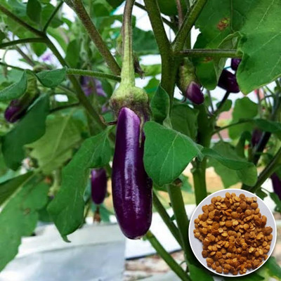 LPR BRINJAL SEEDS Seed(300 per packet)