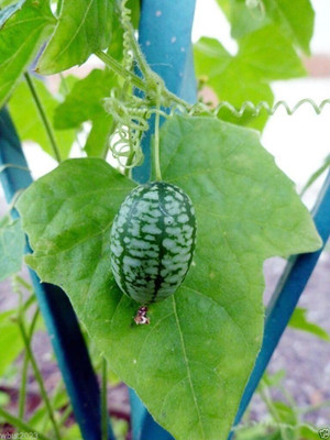 Qualtivate XXX-1A Mexican Sour Gherkin Cucumber Seed(300 per packet)