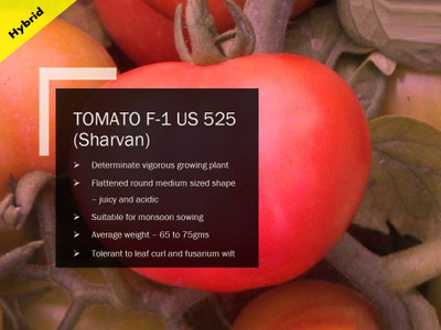 VibeX TOMATO F-1 PUAS-525(Sharvan) SEEDS(1000 Seeds) Seed(1000 per packet)