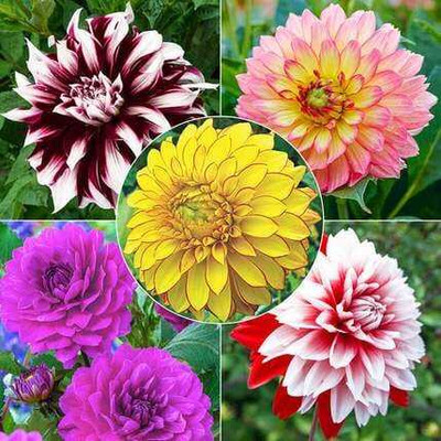 SEMINA VITA daliya flower seeds Seed(75 per packet)