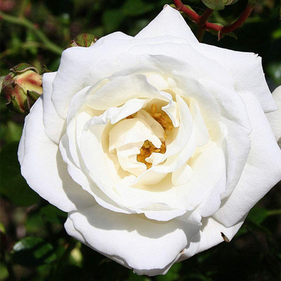 CYBEXIS KGF -3 - White Climbing Rose Bush - (900 Seeds) Seed(900 per packet)