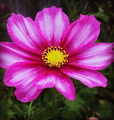 VibeX NBIR-42 - Pink Cosmos Flower - (30 Seeds) Seed(30 per packet)