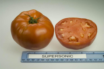 Qualtivate HYB-2A Tomato - Supersonic Seed(300 per packet)