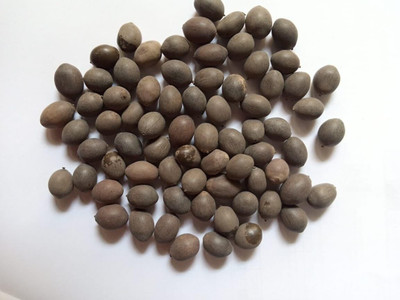 CRGO LOTUS , KAMAL Seed(15 per packet)