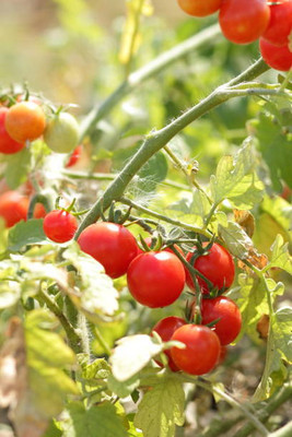 SHASHWAT CREATION tomato Seed(75 per packet)