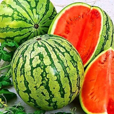 CYBEXIS VVI-21 - Giant Astrakhan Watermelon - (450 Seeds) Seed(450 per packet)