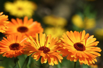 Lippy Calendula Flower Seed(70 per packet)