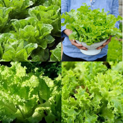 ibains Lettuce seeds for home garden organic bij 26 Seed(26 per packet)
