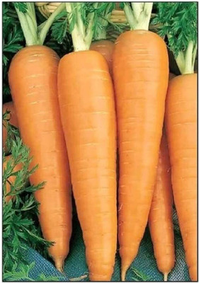 CYBEXIS XL-80 - Danvers 126 Carrot - (2250 Seeds) Seed(2250 per packet)