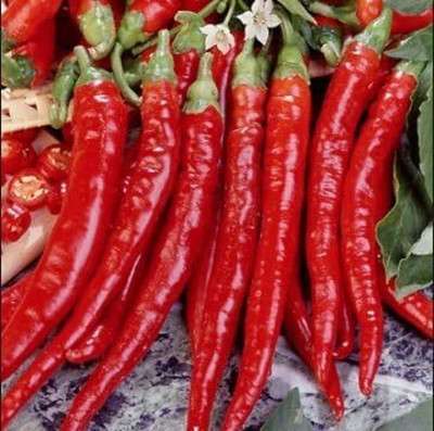 Qualtivate RES-8A Long Red Thin Cayenne Peppers Chilli Heirloom Seed(300 per packet)