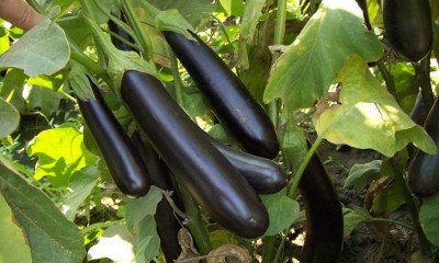 Qualtivate ICRA6-A Eggplant Aubergine Long Pop Black Brinjal Seed(300 per packet)