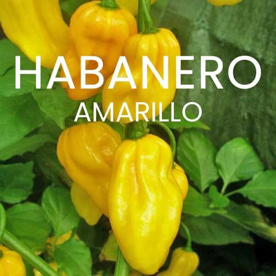 KNESSiN Disease-Resistant Habanero Yellow Hot Chilli Seeds For Planting-(2400 Seeds) Seed(2400 per packet)