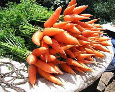 VibeX ® XLR-150 Red Cored Chantenay Carrot Seeds Seed(500 per packet)