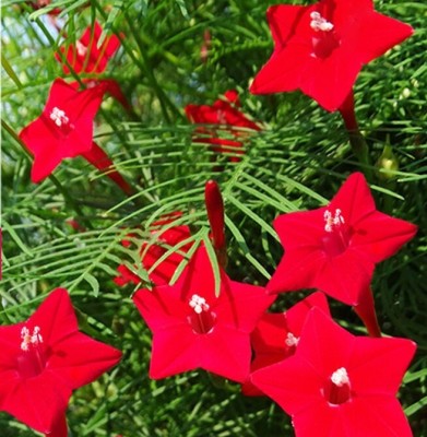 LIVOX Cypress Vine Flower Seed(30 per packet)