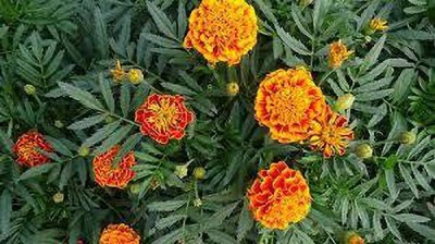 greenfarm XCVI-151 Marigold Seeds Orange Beauty Imported Seeds (130 X Seeds ) u26 Seed(130 per packet)