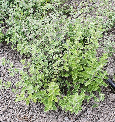 VibeX XLL-69 - Italian Oregano HERB - (1350 Seeds) Seed(1350 per packet)